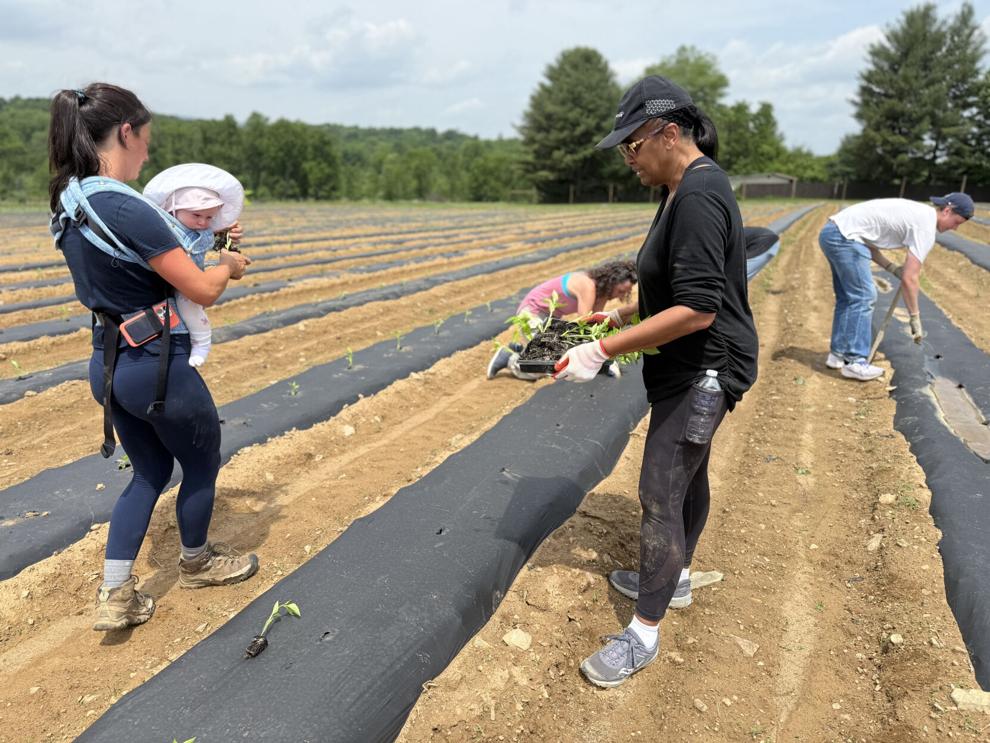 News-Loudoun-Now-May-2025-Sylissa Sylissa Lambert-Woodard volunteers with others to help plant seedlings